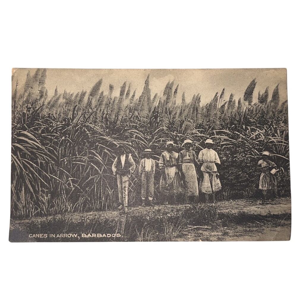 Vintage Postcard Barbados Caribbean Sugar Cane Workers